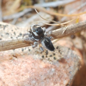 Maratus proszynskii at Berridale, NSW - suppressed