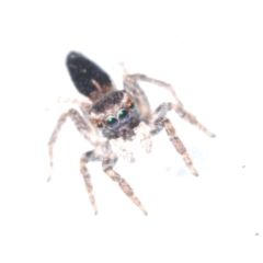 Maratus proszynskii at Berridale, NSW - suppressed