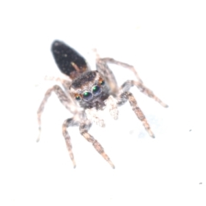 Maratus proszynskii at Berridale, NSW - suppressed