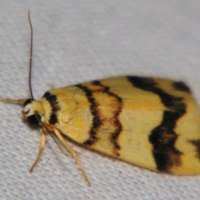 Termessa diplographa (Lithosiinae) at Sheldon, QLD - 21 Sep 2007 by PJH123