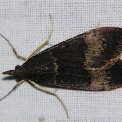 Uresiphita ornithopteralis (Tree Lucerne Moth) at Sheldon, QLD - 21 Sep 2007 by PJH123