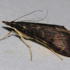 Uresiphita ornithopteralis at Sheldon, QLD - 21 Sep 2007