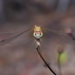 Diplacodes haematodes (Scarlet Percher) at Wellington Point, QLD - 13 Oct 2023 by TimL