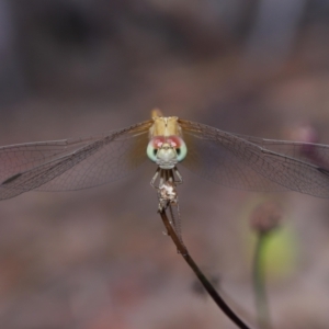Diplacodes haematodes at Wellington Point, QLD - suppressed