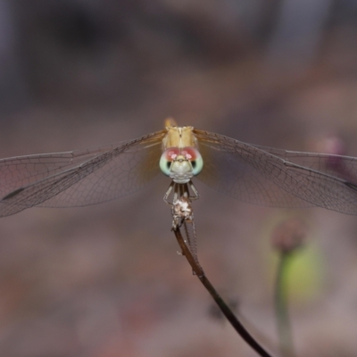 Unidentified Dragonfly (Anisoptera) at Wellington Point, QLD - 13 Oct 2023 by TimL