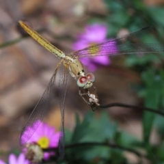 Diplacodes haematodes at Wellington Point, QLD - suppressed