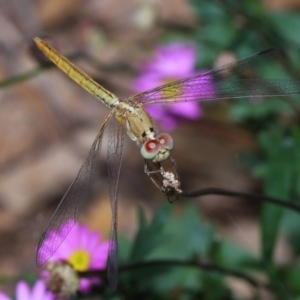 Diplacodes haematodes at Wellington Point, QLD - suppressed