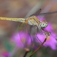 Diplacodes haematodes at Wellington Point, QLD - suppressed