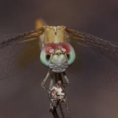 Unidentified Dragonfly (Anisoptera) at Wellington Point, QLD - 13 Oct 2023 by TimL