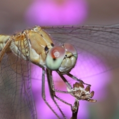 Diplacodes haematodes at Wellington Point, QLD - suppressed