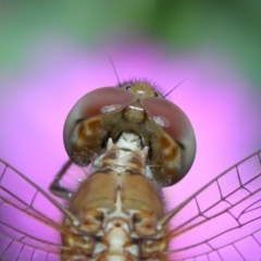Diplacodes haematodes at Wellington Point, QLD - suppressed