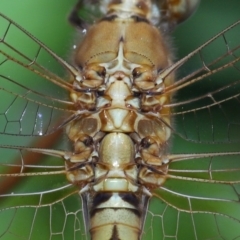 Diplacodes haematodes at Wellington Point, QLD - suppressed