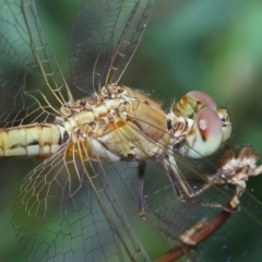 Diplacodes haematodes at Wellington Point, QLD - suppressed