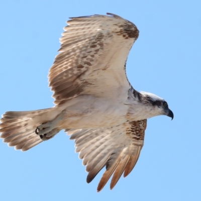 Pandion haliaetus (Osprey) at Point Lookout, QLD - 11 Oct 2023 by TimL