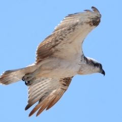 Pandion haliaetus at Point Lookout, QLD - suppressed