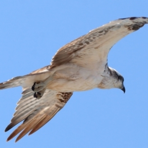 Pandion haliaetus at Point Lookout, QLD - suppressed