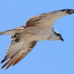 Pandion haliaetus at Point Lookout, QLD - suppressed