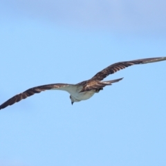 Pandion haliaetus at Point Lookout, QLD - suppressed