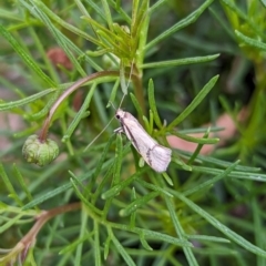 Philobota undescribed species near arabella (A concealer moth) at Holder, ACT - 15 Oct 2023 by Miranda