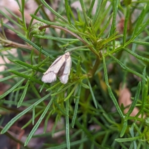 Philobota undescribed species near arabella at Holder, ACT - 15 Oct 2023