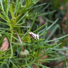 Philobota undescribed species near arabella at Holder, ACT - 15 Oct 2023