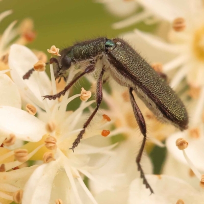 Eleale simplex (Clerid beetle) at Turner, ACT - 14 Oct 2023 by ConBoekel