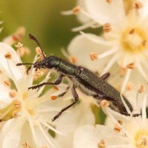 Eleale simplex at Turner, ACT - 15 Oct 2023 10:28 AM