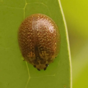 Paropsisterna decolorata at Turner, ACT - 15 Oct 2023 11:07 AM