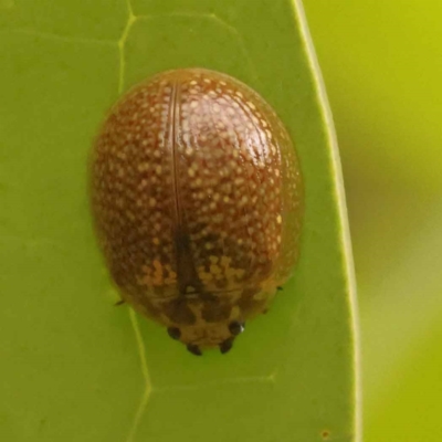 Paropsisterna decolorata (A Eucalyptus leaf beetle) at Sullivans Creek, Turner - 15 Oct 2023 by ConBoekel