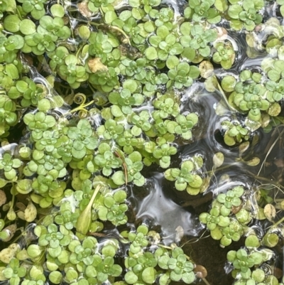 Callitriche stagnalis (Common Starwort) at Lower Cotter Catchment - 15 Oct 2023 by JaneR