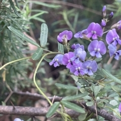 Glycine clandestina (Twining Glycine) at Cotter River, ACT - 15 Oct 2023 by JaneR