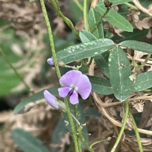 Glycine clandestina at Cotter River, ACT - 15 Oct 2023