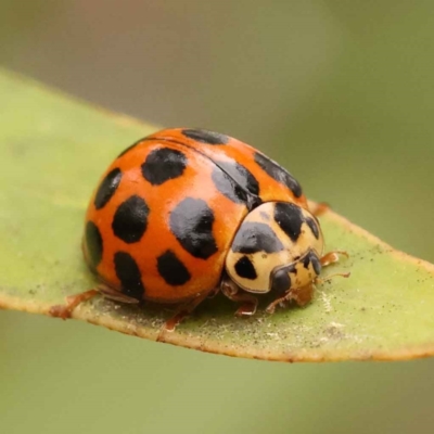 Harmonia conformis (Common Spotted Ladybird) at Sullivans Creek, Turner - 15 Oct 2023 by ConBoekel