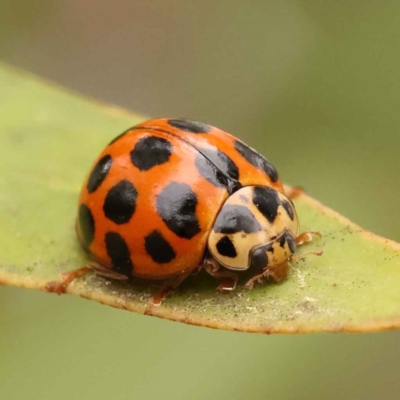 Harmonia conformis (Common Spotted Ladybird) at Turner, ACT - 15 Oct 2023 by ConBoekel