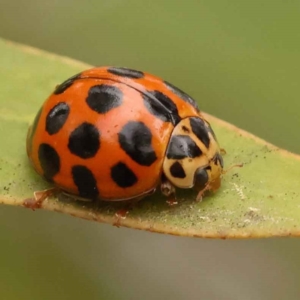 Harmonia conformis at Turner, ACT - 15 Oct 2023 11:03 AM