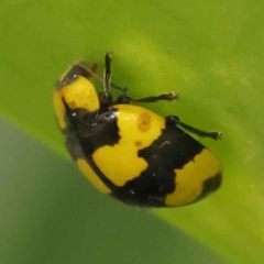 Illeis galbula (Fungus-eating Ladybird) at Turner, ACT - 15 Oct 2023 by ConBoekel