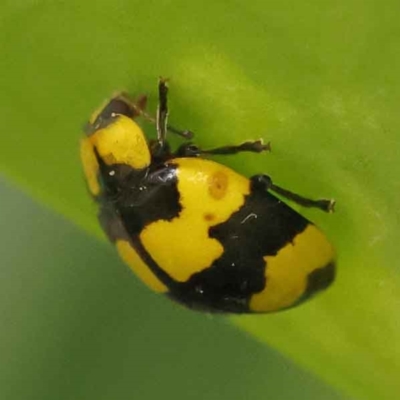 Illeis galbula (Fungus-eating Ladybird) at Sullivans Creek, Turner - 15 Oct 2023 by ConBoekel