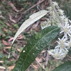 Olearia lirata at Cotter River, ACT - 15 Oct 2023