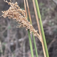 Juncus sarophorus at Cotter River, ACT - 15 Oct 2023