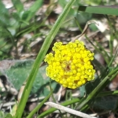 Craspedia variabilis (Common Billy Buttons) at Yaouk, NSW - 12 Oct 2023 by JARS