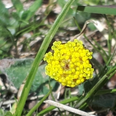 Craspedia variabilis (Common Billy Buttons) at Yaouk, NSW - 12 Oct 2023 by JARS