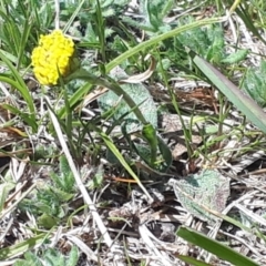 Craspedia variabilis at Yaouk, NSW - suppressed