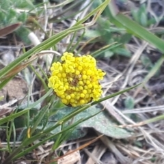 Craspedia variabilis at Yaouk, NSW - 12 Oct 2023