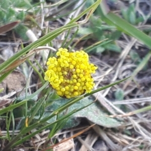 Craspedia variabilis at Yaouk, NSW - suppressed