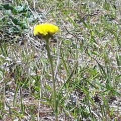 Craspedia variabilis at Yaouk, NSW - suppressed