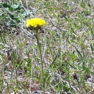 Craspedia variabilis at Yaouk, NSW - 12 Oct 2023