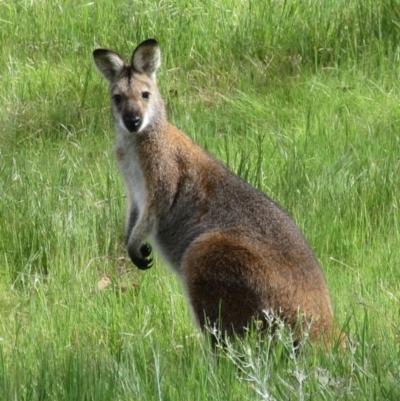 Notamacropus rufogriseus (Red-necked Wallaby) at The Pinnacle - 15 Oct 2023 by sangio7