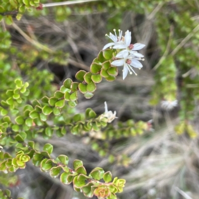 Leionema lamprophyllum subsp. obovatum (Shiny Phebalium) at Brindabella National Park - 15 Oct 2023 by JaneR