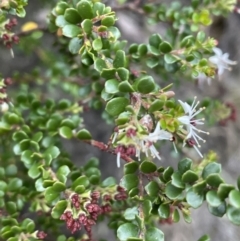 Leionema lamprophyllum subsp. obovatum at Uriarra, NSW - 15 Oct 2023