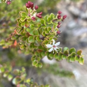 Leionema lamprophyllum subsp. obovatum at Uriarra, NSW - 15 Oct 2023